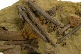 Fossil Hadrosaur Ribs & Ossified Tendons in Sandstone - Wyoming #331078-1